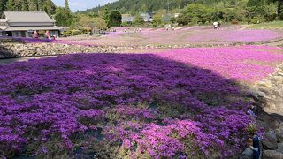 今年は開花が早い