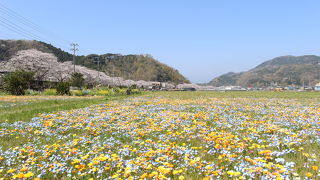 桜並木とお花畑がきれいでした