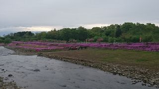 山寺観光とセットで芝桜を見に行こう
