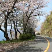 松崎から岩地海岸までの桜を見るために歩いてみました