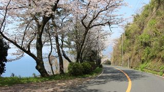 松崎から岩地海岸までの桜を見るために歩いてみました