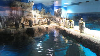 孫たちと夕食後、夜の水族館を見るが。。