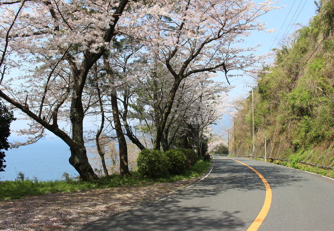 松崎から岩地海岸までの桜を見るために歩いてみました