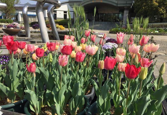 水生植物公園みずの森 クチコミ アクセス 営業時間 草津 滋賀 フォートラベル