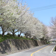 フルーツパーク前の桜並木