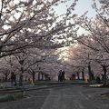 今まで見てきた桜で1番かも！