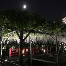 月と夜の藤