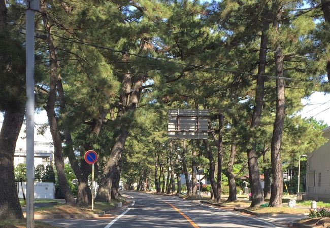 美しい松並木　江戸時代に思いをはせて