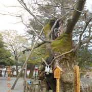 境内には弥栄神社の大ケヤキがあります