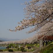 桧木内川堤のソメイヨシノは、２ｋｍも続く圧巻の桜並木！　横町橋からの眺めが、お薦め。