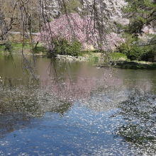 駐車場の近くにある池