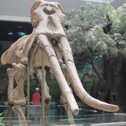 マンモスの骨格の展示が良かった