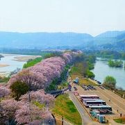 背割堤の桜並木