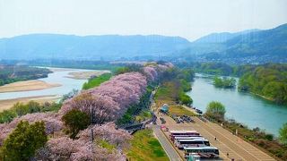 背割堤の桜並木