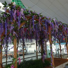 藤棚があちらこちらに