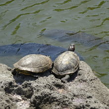 随所でカメが見られます