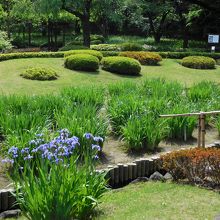 これから咲く菖蒲