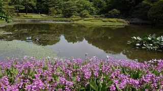 ５月中旬はバラの花、コウホネ、ヒメコウホネが咲いていました。