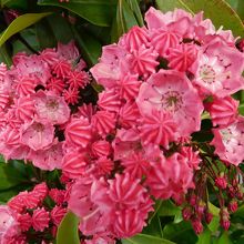 名前が分からない花