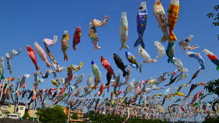 GWには鯉のぼりが泳ぎます