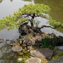 池の側にある松