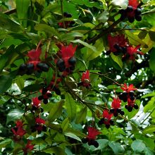 ミッキーマウスノキ