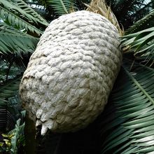 これも花だったかな