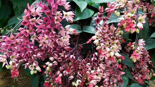 温室には熱帯植物や蘭などの花が楽しめます