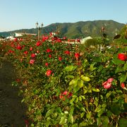 大島にあるバラ園