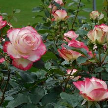 私が一番気に入った花