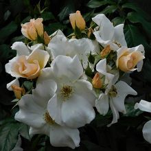 ちょっと変わっています