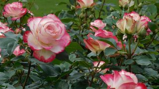 フランス式整備庭園のバラ花壇でいろいろな種類のバラを楽しみました。