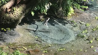 柿田川公園湧き水