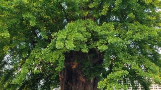 戦禍を乗り越えた浅草寺の御神木