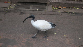 珍しい鳥も歩いている