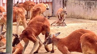 爬虫類の展示が豊富