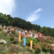 五大尊花木公園つつじ祭り