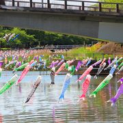 5000匹のこいのぼりが空を泳ぐ