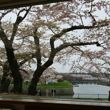 窓から見えるお堀と桜