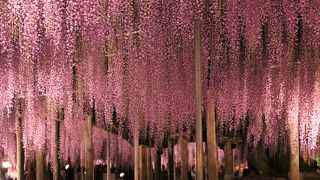 電車でＧｏ♪電車代+入場券セットの【花めぐり切符】がお得で楽チン