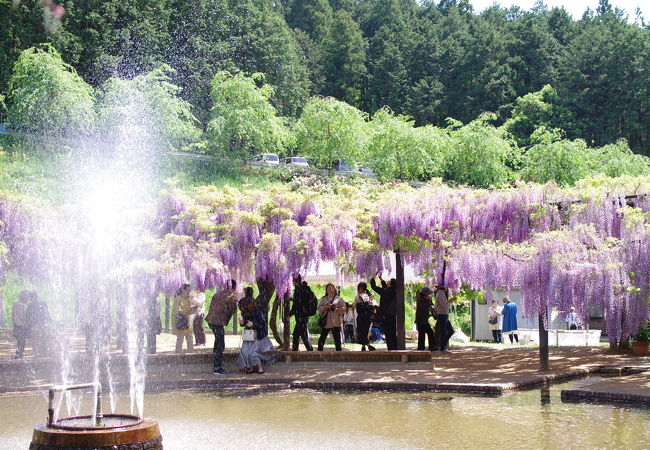 白井大町藤公園 クチコミ アクセス 営業時間 和田山 フォートラベル 白井大町藤公園 クチコミ アクセス 営業時間 和田山 フォートラベル