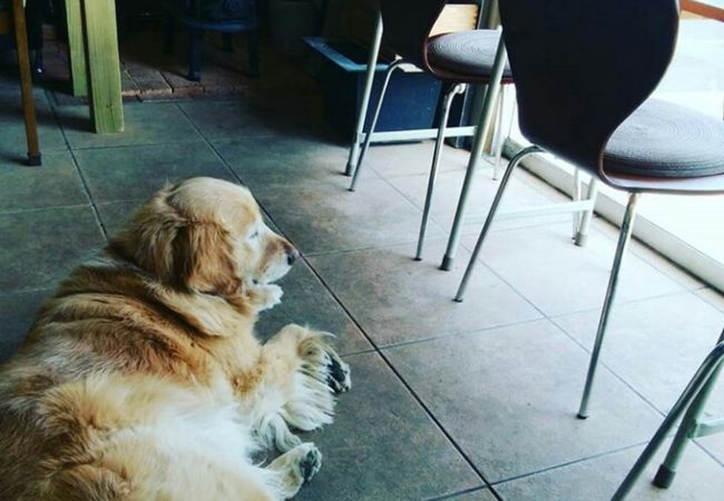 大きな犬が！ゆったりした大人の喫茶店「木野珈琲」