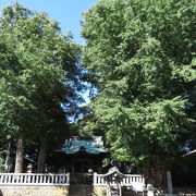 伝承樹齢1,000年というイチョウが植わる八幡社