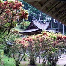 キリシマツツジンに覆われた境内