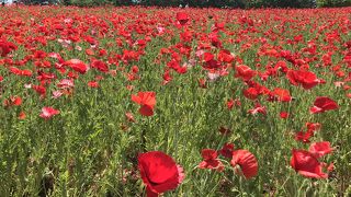 シャーレーポピーが圧巻でした