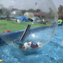 水上ハムスター