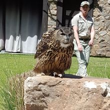 フクロウやタカのショーも