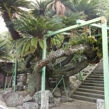 大きさがわかりますか。