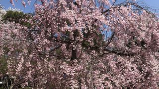 桜の季節が最高でした。