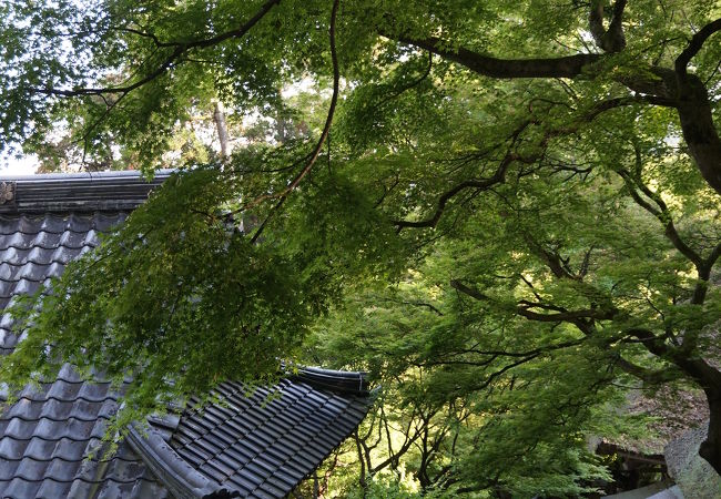 つつじを見たかったのに